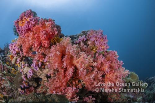 Soft Corals II